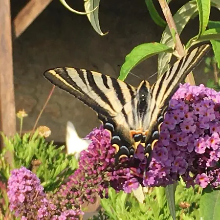 Mountain Log O Garrano 카베세이라스 드 바스투