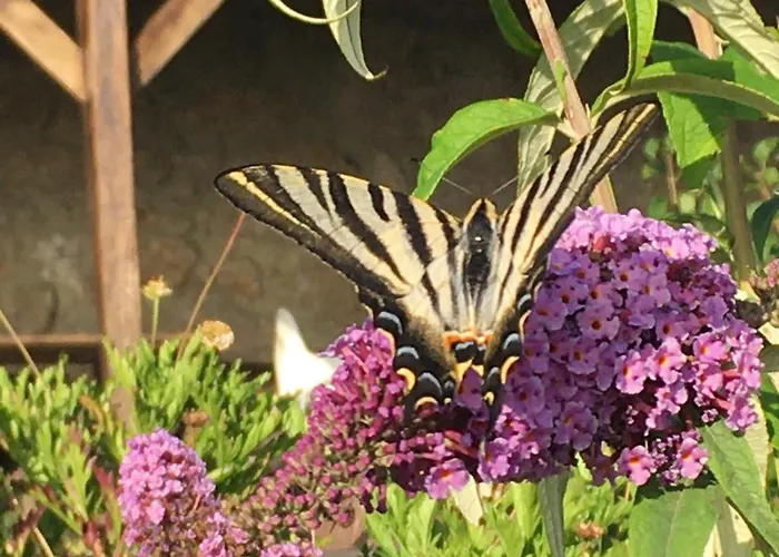 Mountain Log O Garrano Cabeceiras de Basto